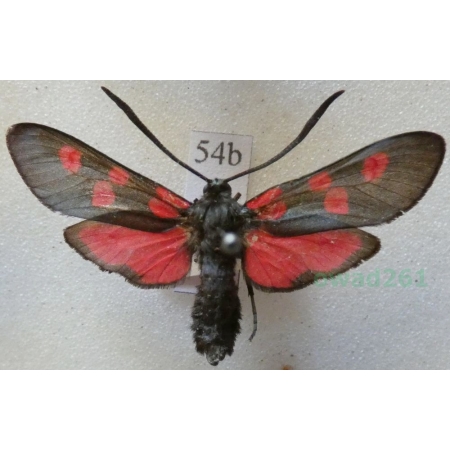 Zygaena lonicerae (Scheven, 1777) Deutschland54b